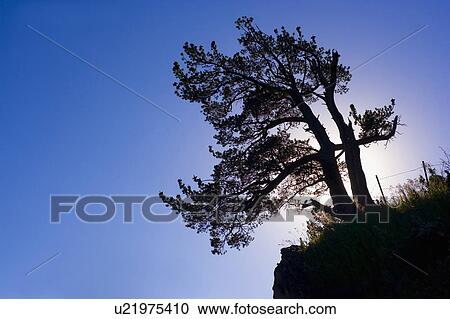 Stock Image - Silhouette of a tree, Canmore, Alberta, Canada. Fotosearch