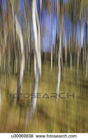 Silver Birch impression, Derbyshire, UK View Large Photo Image Stock Photo - Silver Birch impression, Derbyshire, UK . Fotosearch