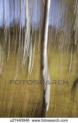 Silver Birch impression, Derbyshire, UK View Large Photo Image Stock Photograph - Silver Birch impression, Derbyshire, UK . Fotosearch