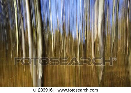Silver Birch impression View Large Photo Image Stock Image - Silver Birch impression. Fotosearch