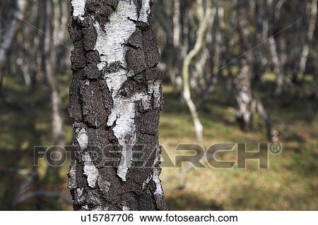 Stock Photograph - Silver birch trees . Fotosearch