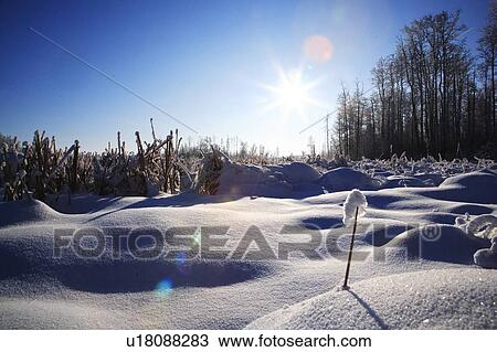 Snow-covered field View Large Photo Image Stock Image - Snow-covered field. Fotosearch