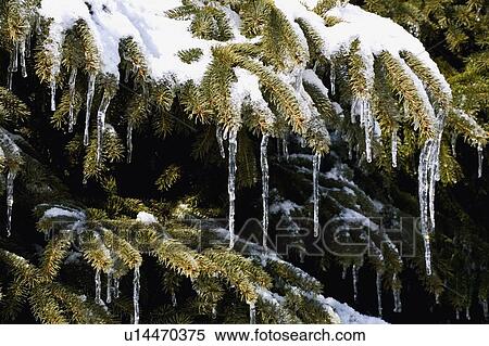 Stock Photography - Snowy branches of evergreen tree. Fotosearch