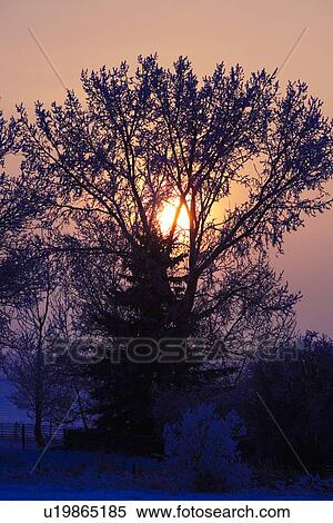 Sunrise through a tree in winter View Large Photo Image Stock Photography - Sunrise through a tree in winter. Fotosearch