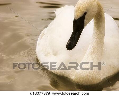 Stock Photo - Swan. Fotosearch