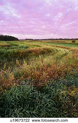 Swaths of Canola near Edmonton, Alberta, Canada View Large Photo Image Stock Image - Swaths of Canola near Edmonton, Alberta, Canada. Fotosearch