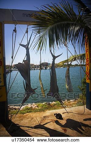 Picture - Swordfish, Mazatlan, Mexico. Fotosearch