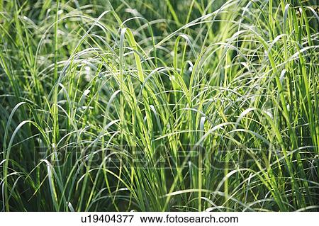 Stock Photo - Tall grass. Fotosearch