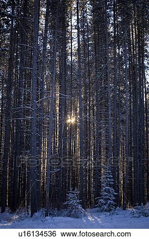 Tall trees in the winter View Large Photo Image Stock Photograph - Tall trees in the winter. Fotosearch