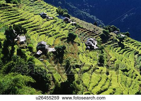 Terraced Fields, Annapurna Region, Nepal View Large Photo Image Stock Photo - Terraced Fields, Annapurna Region, Nepal. Fotosearch