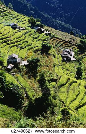 Stock Photo - Terraced Fields, Annapurna Region, Nepal. Fotosearch