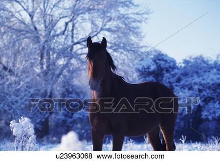 Thoroughbred horse, Ireland View Large Photo Image Stock Photo - Thoroughbred horse, Ireland. Fotosearch