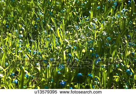 Tiny blue flowers View Large Photo Image Stock Photography - Tiny blue flowers. Fotosearch