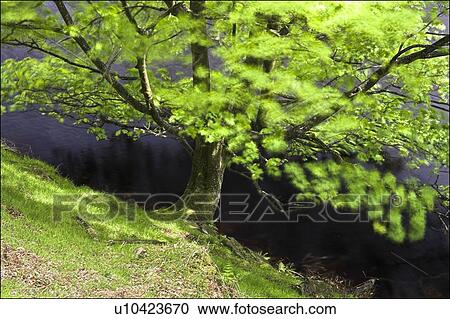 Tree in the breeze View Large Photo Image Stock Image - Tree in the breeze . Fotosearch