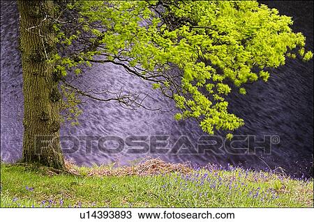 Tree in the breeze View Large Photo Image Stock Image - Tree in the breeze . Fotosearch