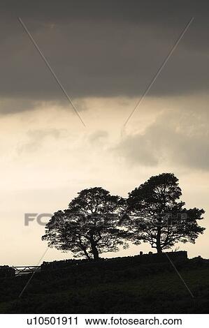 Stock Image - Tree silhouette, Derbyshire, England. Fotosearch