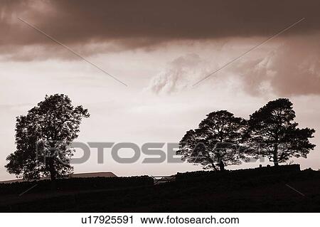 Stock Image - Tree silhouette, Derbyshire, England. Fotosearch