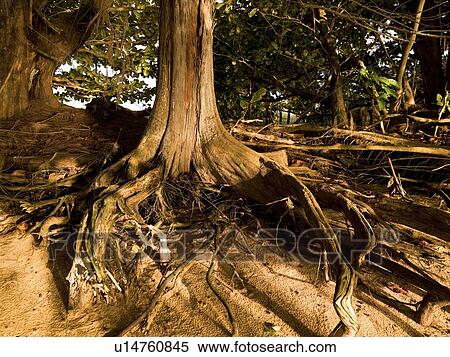 Stock Photography - Tree with roots. Fotosearch