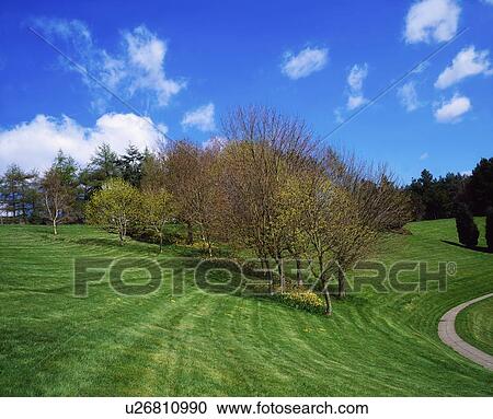 Trees, April, Spring, Ireland View Large Photo Image Stock Image - Trees, April, Spring, Ireland. Fotosearch