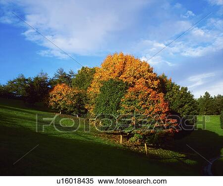 Trees, Autumn, September, Ireland View Large Photo Image Stock Photography - Trees, Autumn, September, Ireland. Fotosearch