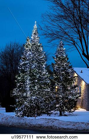 Trees illuminated with lights View Large Photo Image Stock Image - Trees illuminated with lights. Fotosearch