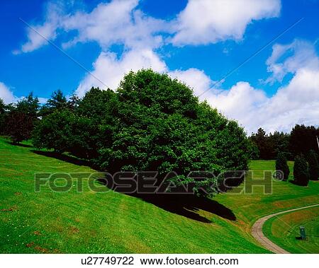 Stock Image - Trees, July, Summer, Ireland. Fotosearch