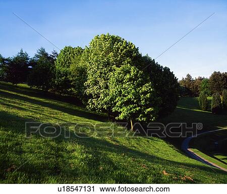Stock Image - Trees, June, Summer, Ireland. Fotosearch