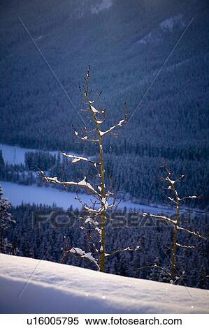 Trees on the side of a mountain, Canmore, Alberta, Canada View Large Photo Image Stock Photography - Trees on the side of a mountain, Canmore, Alberta, Canada. Fotosearch