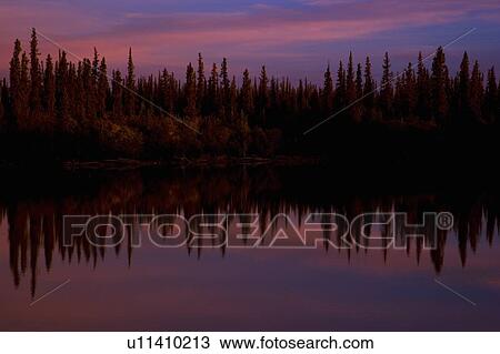 Stock Image - Trees reflected in water, NWT, Canada. Fotosearch