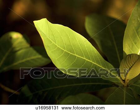 Tropical plant leaves View Large Photo Image Stock Image - Tropical plant leaves. Fotosearch