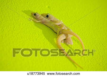 Stock Photography - Two Indo-Pacific Geckos(Hemidactylus garnotii) mating. Fotosearch
