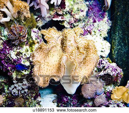 Underwater colors View Large Photo Image Stock Image - Underwater colors. Fotosearch