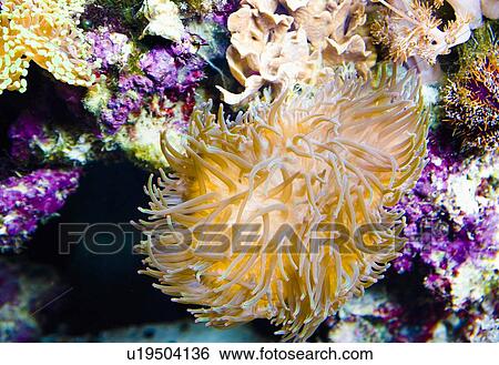 Underwater colors View Large Photo Image Stock Photograph - Underwater colors. Fotosearch