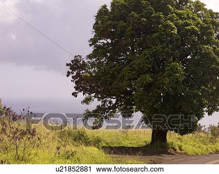 Stock Image - Waimea Canyon State Park, Kauai, Hawaii . Fotosearch