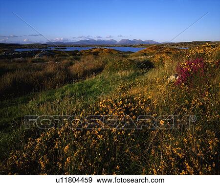 Stock Photo - Wildflowers, Twelve Pins, Connemara, Co Galway, Ireland. Fotosearch