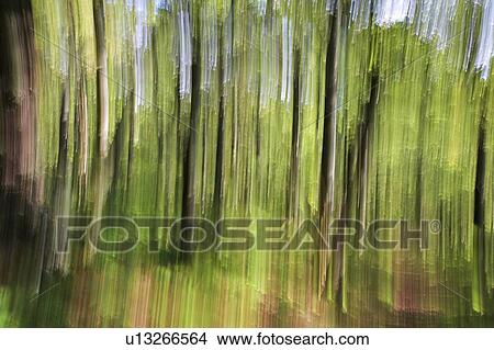 Woodland Impression, Derbyshire, UK View Large Photo Image Picture - Woodland Impression, Derbyshire, UK . Fotosearch