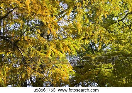 Stock Image - Yellow pine tree. Fotosearch