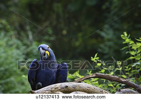 A blue parrot View Large Photo Image Stock Image - A blue parrot. Fotosearch