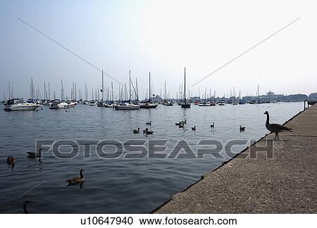 Boats docked in a harbor, Chicago, Illinois, USA View Large Photo Image Stock Image - Boats docked in a harbor, Chicago, Illinois, USA. Fotosearch