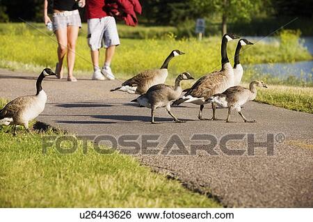 Stock Photograph - Canadian Geese crossing a path. Fotosearch