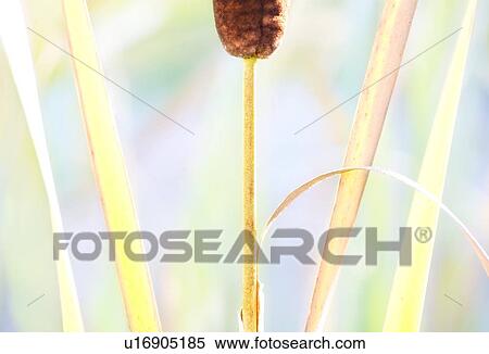 Close up of a cattail View Large Photo Image Stock Photography - Close up of a cattail. Fotosearch
