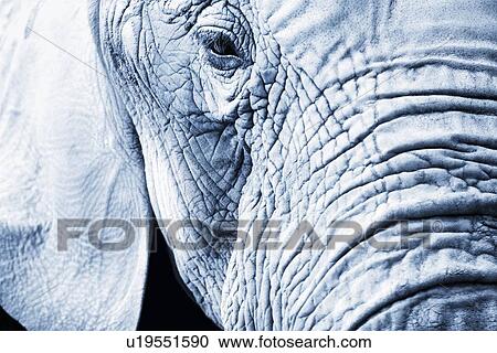 Close up of an elephant's face View Large Photo Image Stock Image - Close up of an elephant's face. Fotosearch