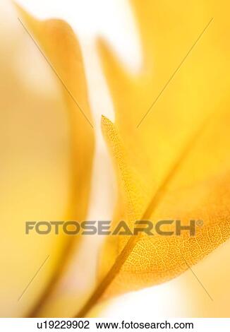 Stock Image - Close up of tree leaf, slightly blurred. Fotosearch