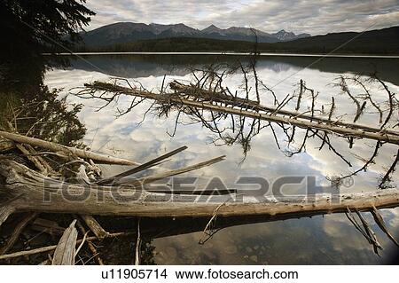 Dead trees in the water View Large Photo Image Picture - Dead trees in the water. Fotosearch