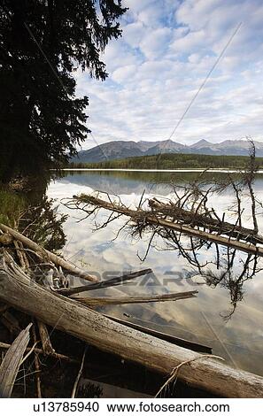 Dead trees on a lake View Large Photo Image Stock Image - Dead trees on a lake. Fotosearch