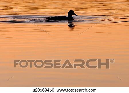 Stock Photograph - Duck swimming. Fotosearch