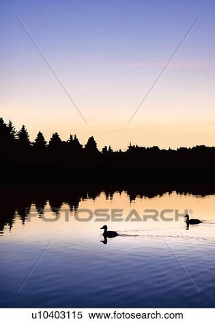 Ducks swimming in a lake at sunrise View Large Photo Image Stock Photography - Ducks swimming in a lake at sunrise. Fotosearch