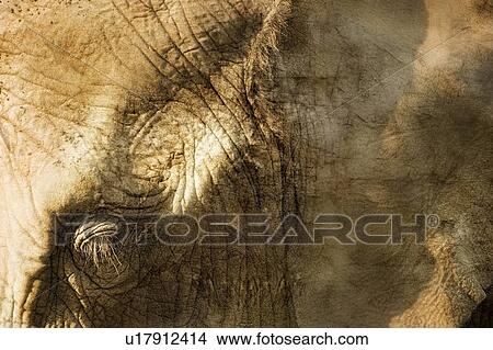 Elephant View Large Photo Image Picture - Elephant. Fotosearch