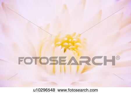 Flower View Large Photo Image Stock Photo - Flower. Fotosearch