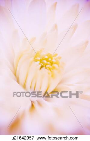 Flower View Large Photo Image Stock Photo - Flower. Fotosearch
